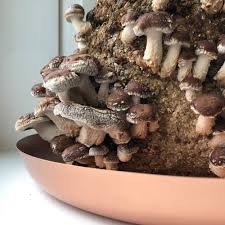 shiitake mushrooms